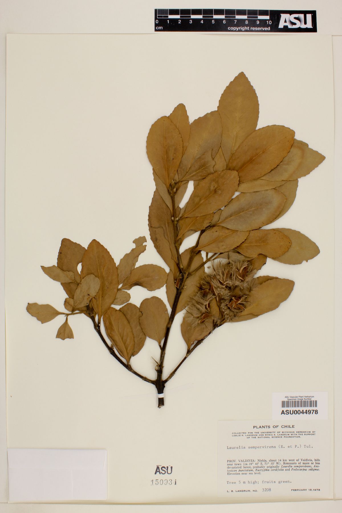 Laurelia image