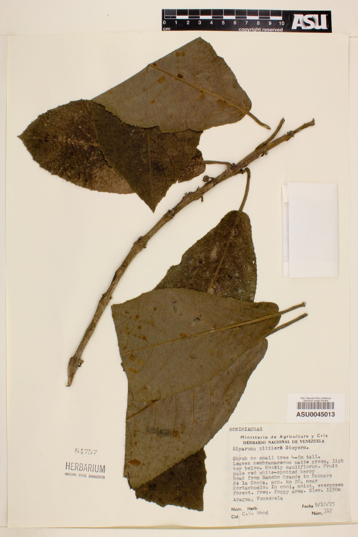 Siparuna sessiliflora image