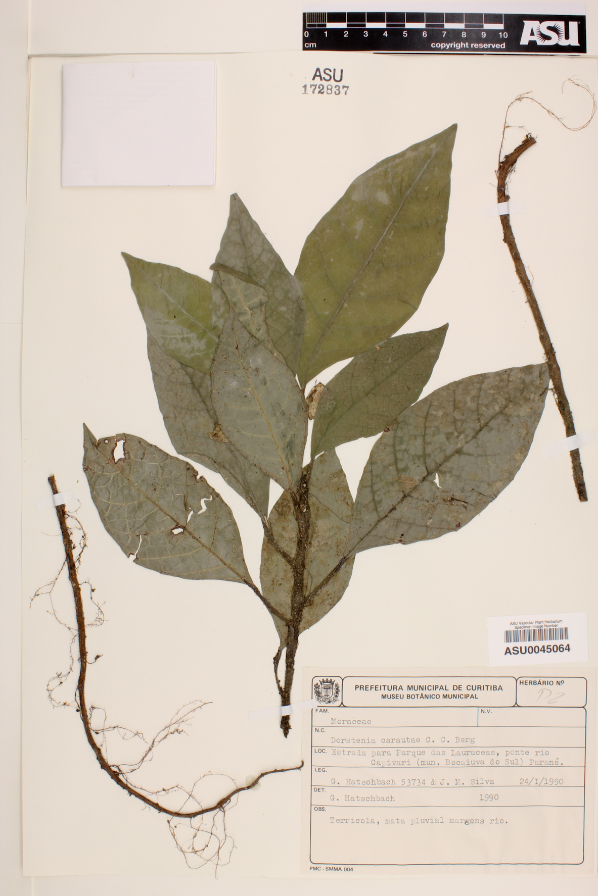 Dorstenia carautae image