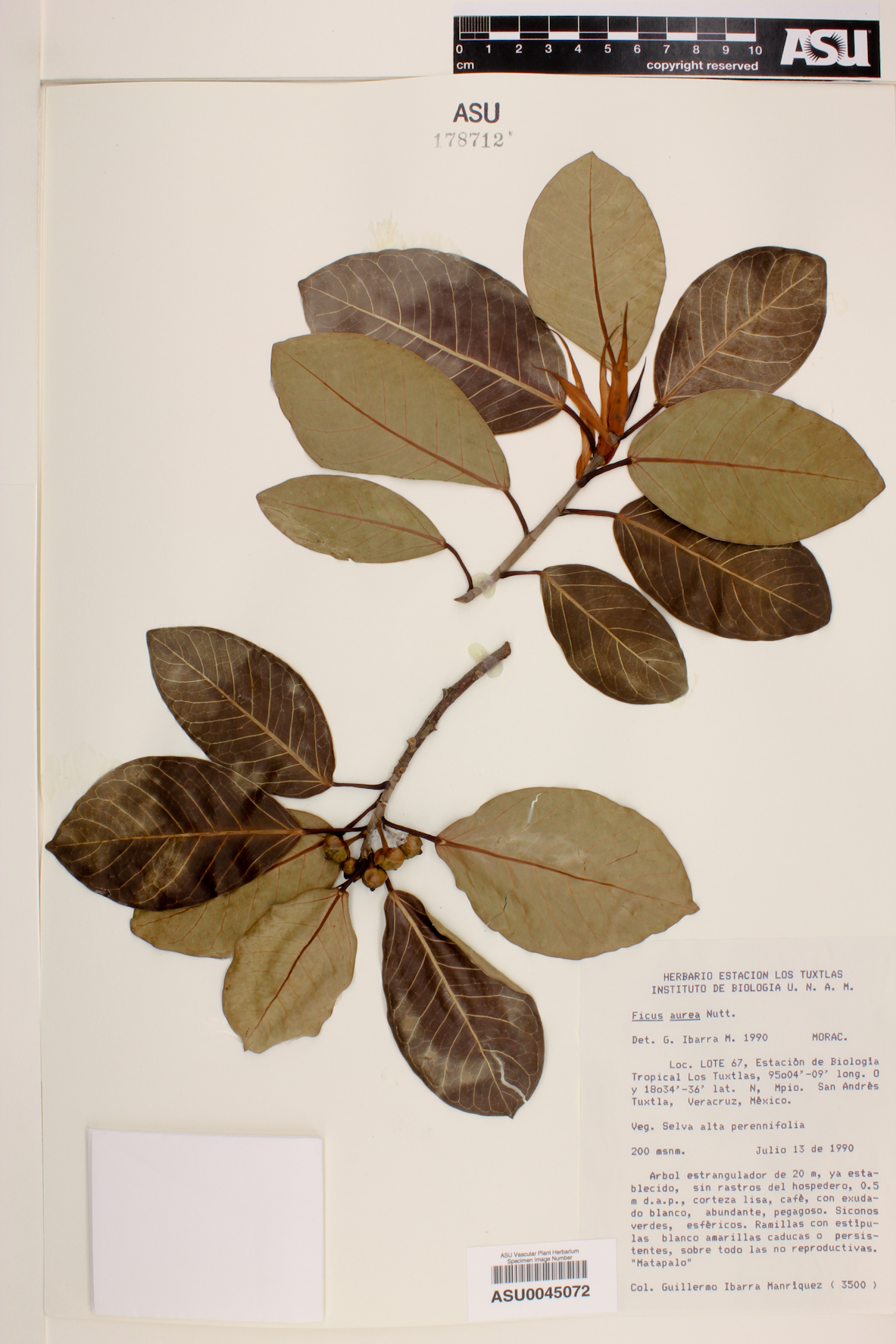 Ficus aurea image