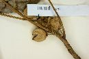 Ficus citrifolia image