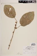 Ficus cotinifolia image