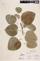 Ficus palmeri image