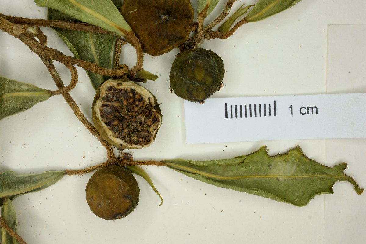 Ficus apollinaris image