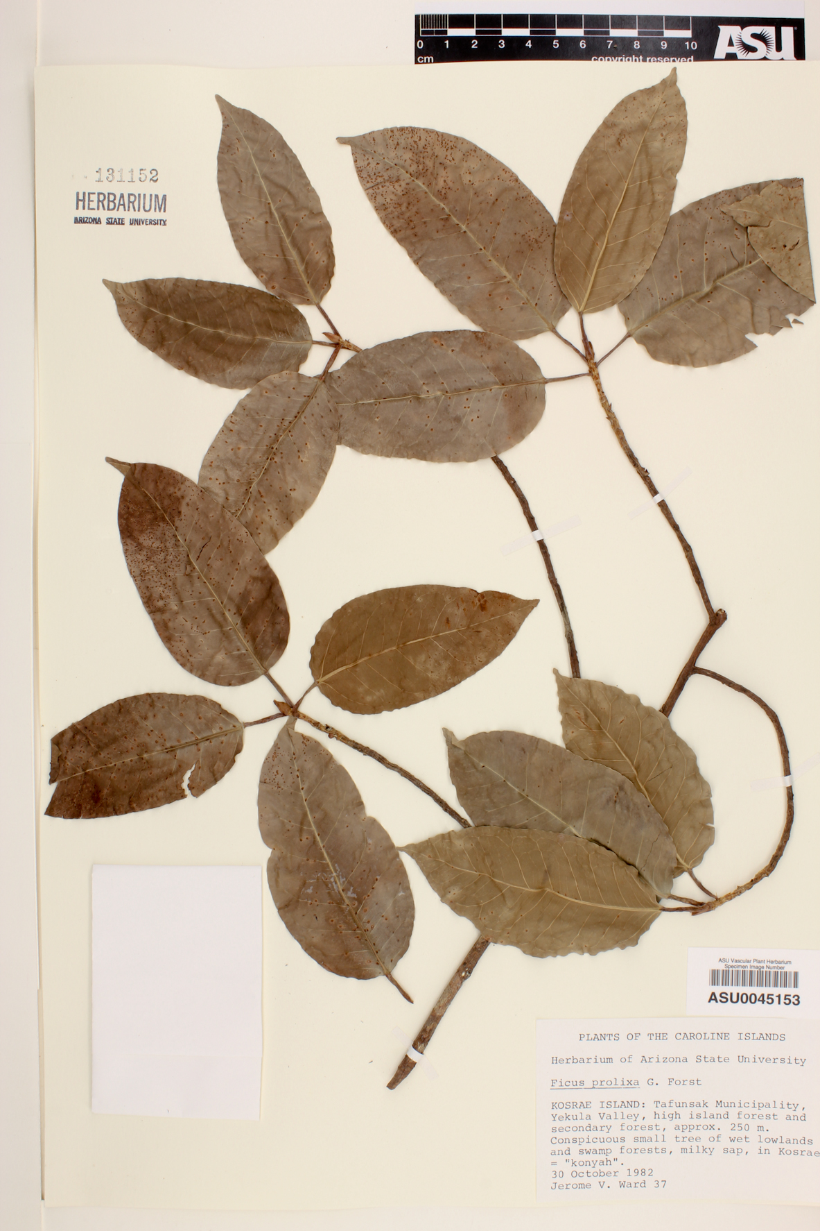 Ficus prolixa image