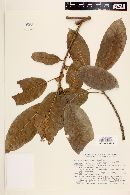 Ficus luschnathiana image