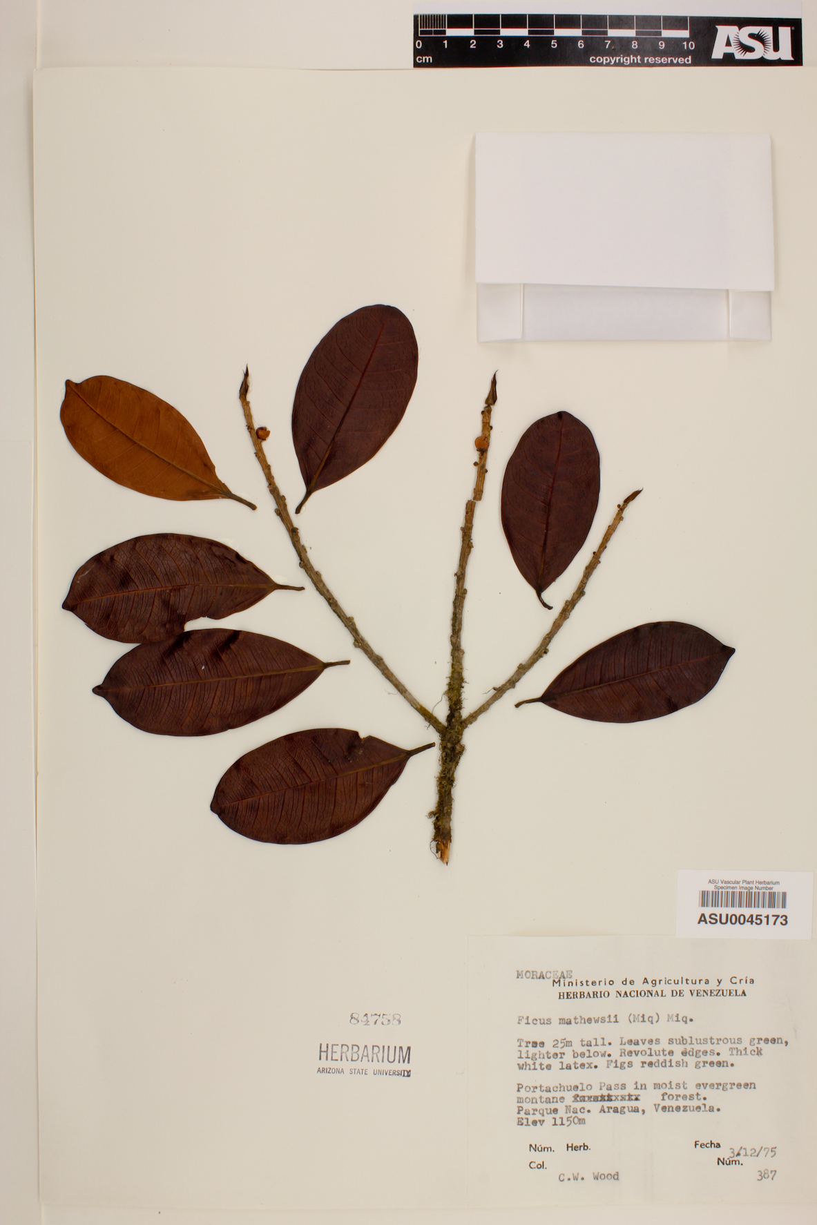 Ficus mathewsii image