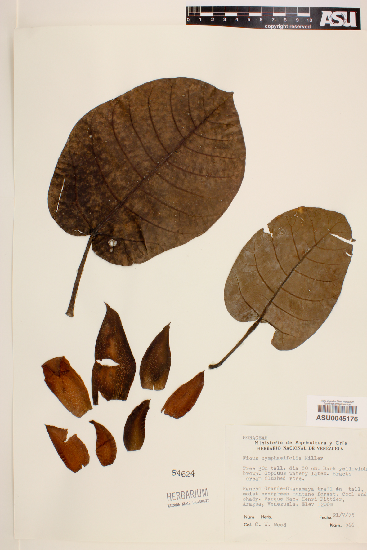 Ficus nymphaeifolia image