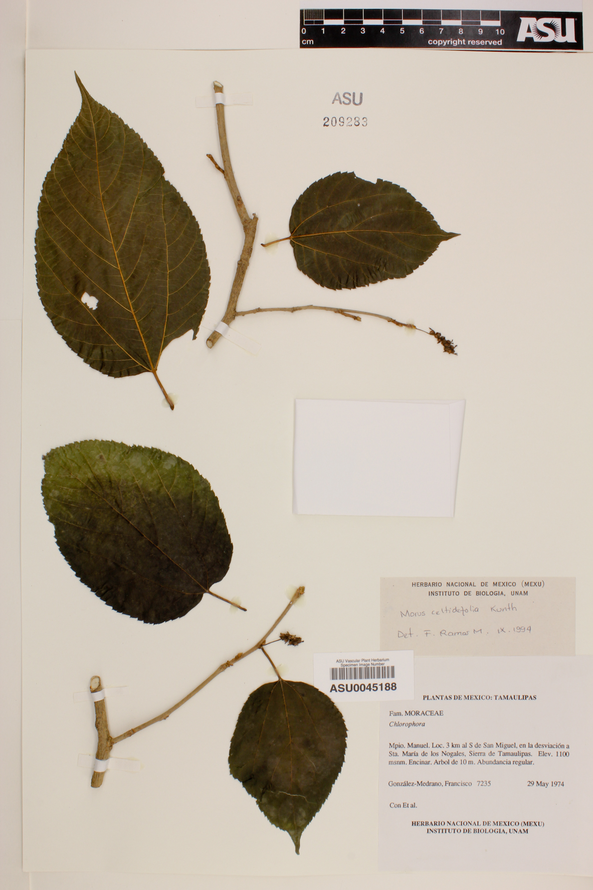 Morus celtidifolia image