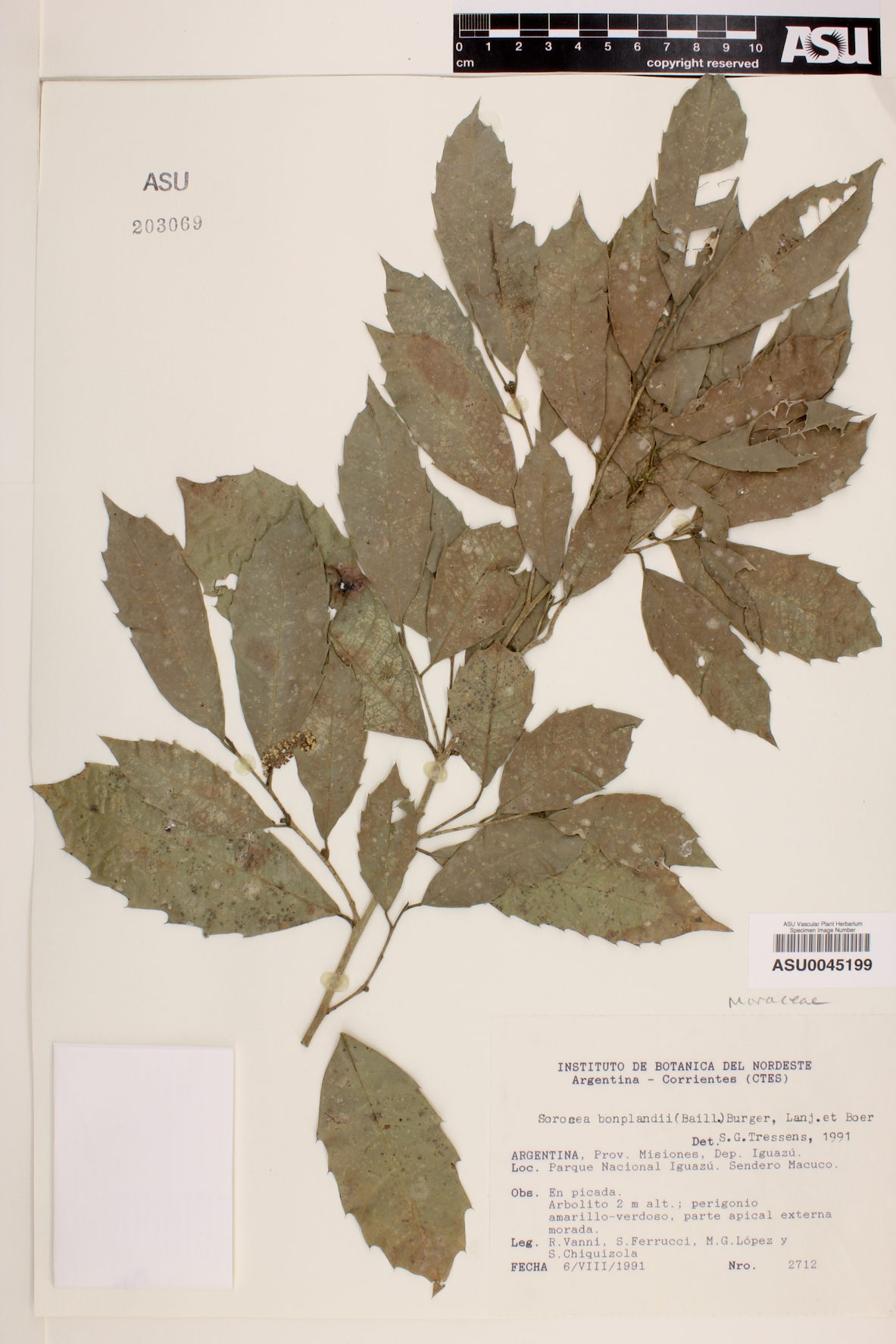 Sorocea bonplandii image
