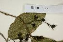 Trophis chorizantha image