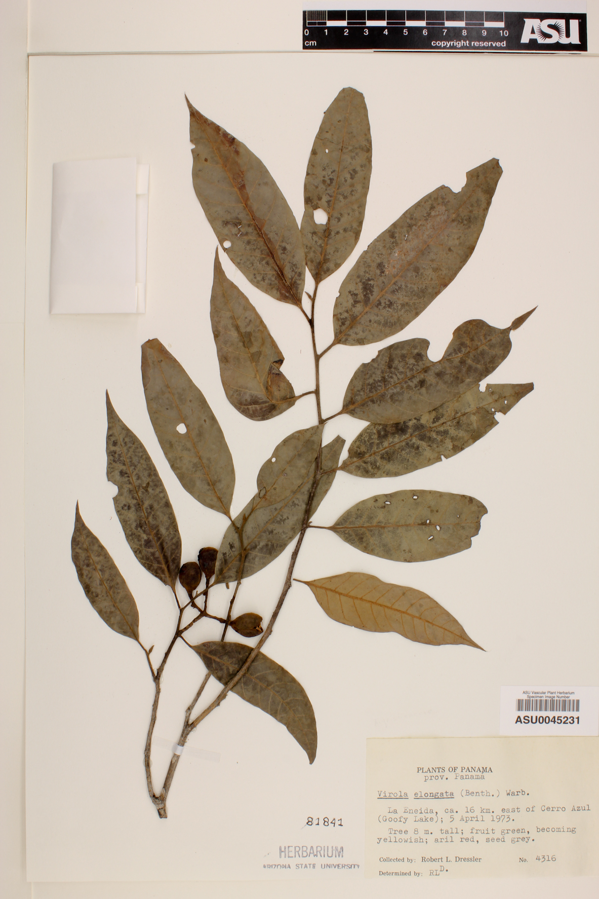 Virola elongata image