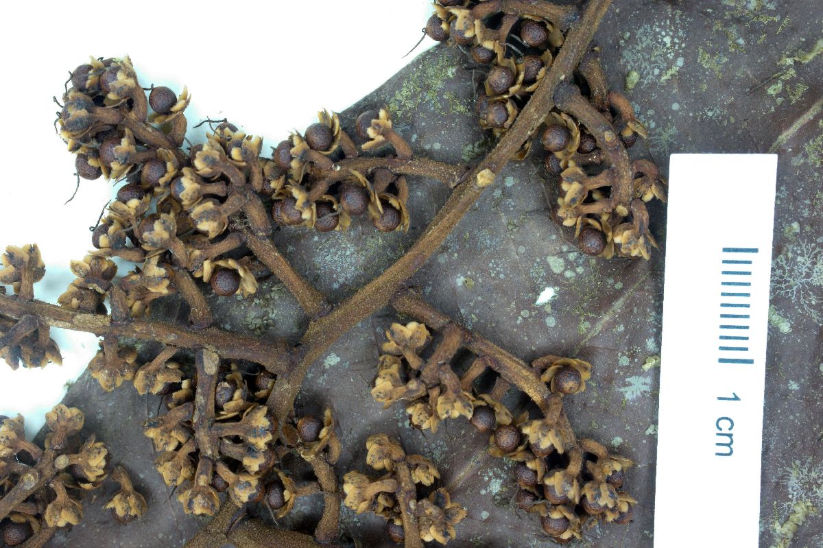 Ardisia palmana image