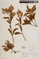 Ardisia escallonioides image