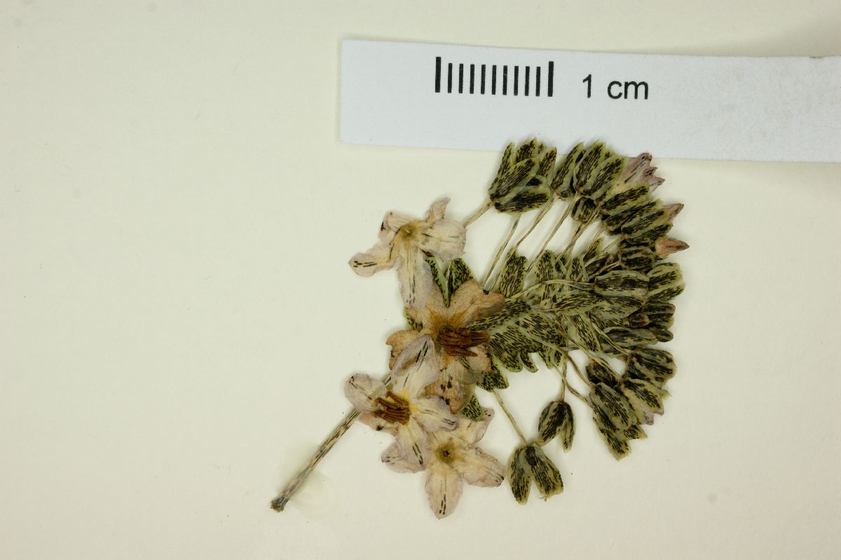Ardisia opegrapha subsp. wagneri image
