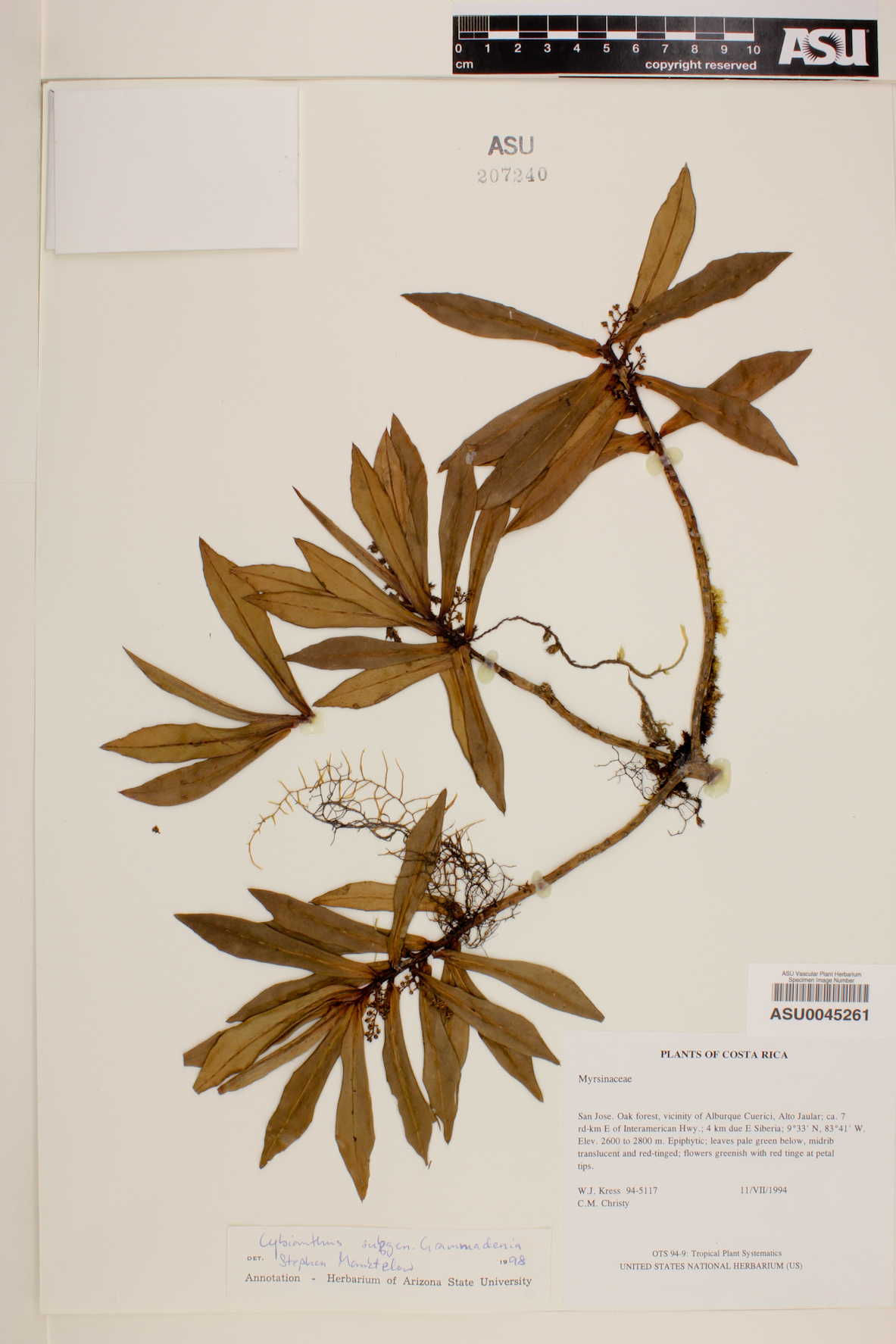 Cybianthus costaricanus subsp. acuminatus image