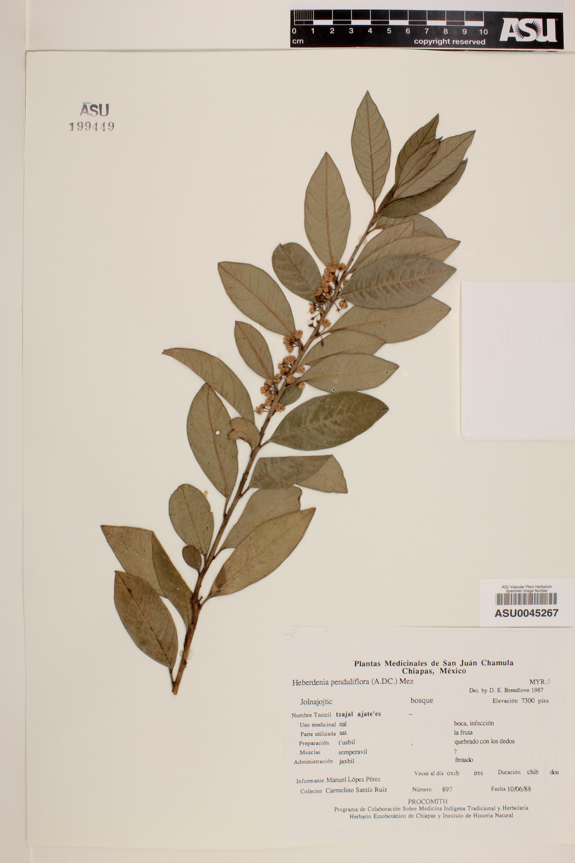 Gentlea penduliflora image