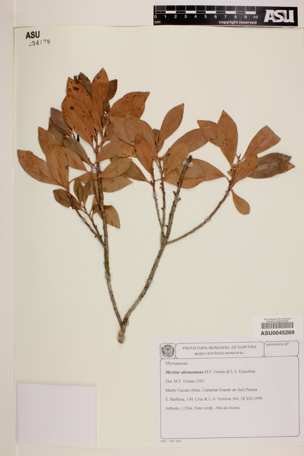 Myrsine parvula image