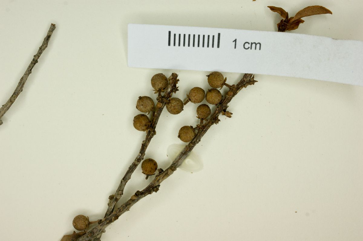 Myrsine altomontana image