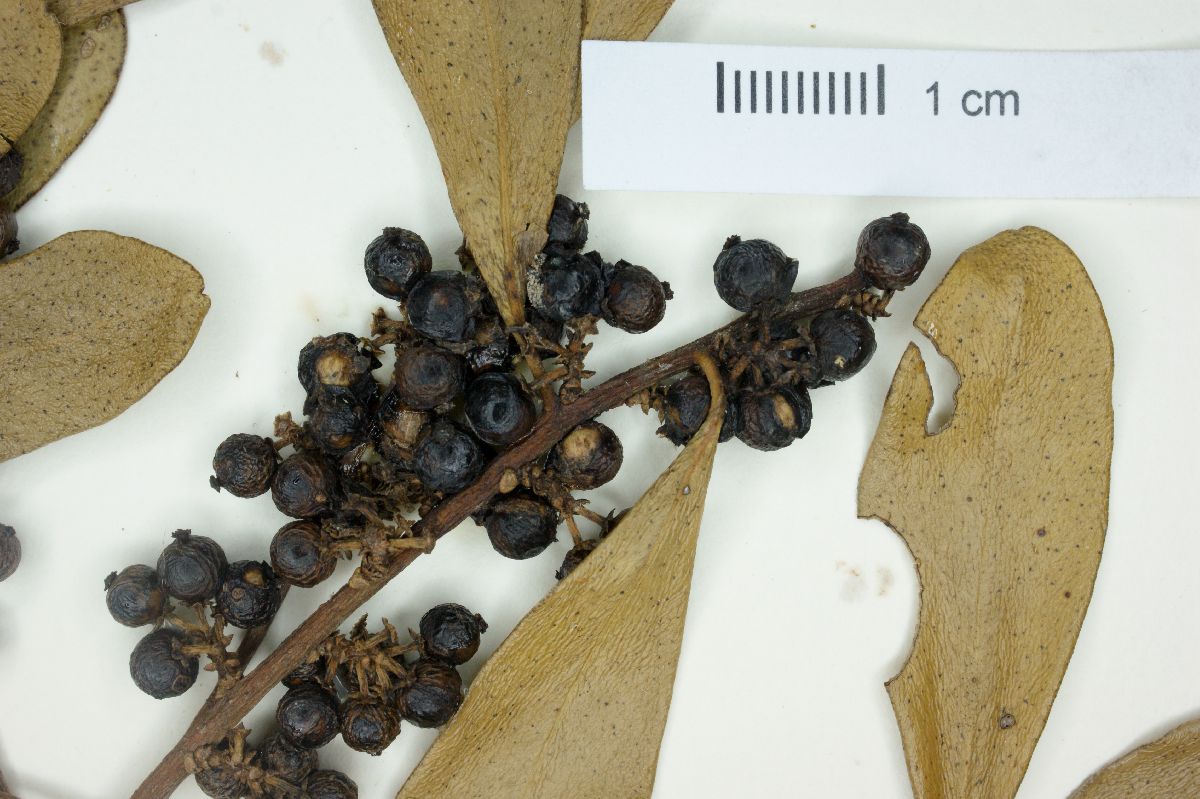 Myrsine laetevirens image
