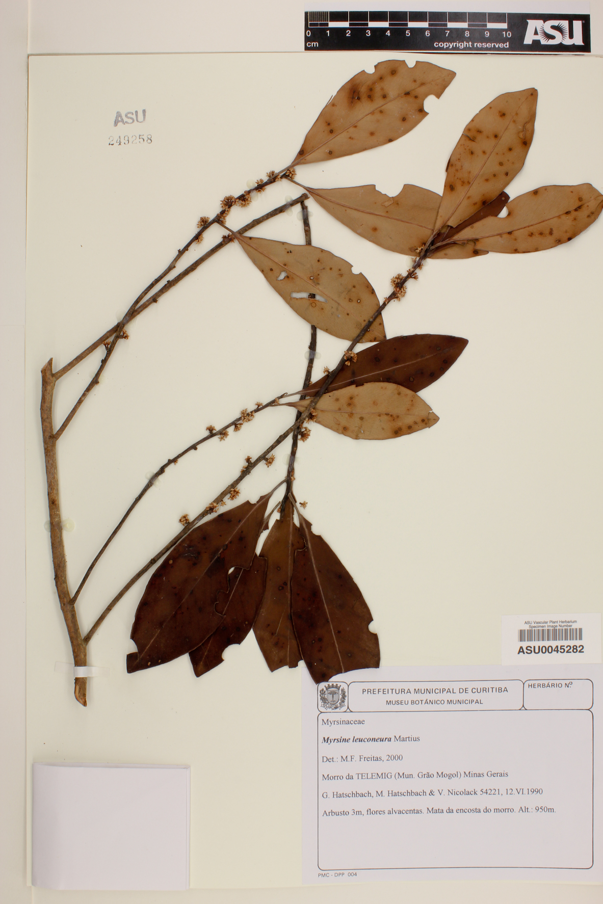 Myrsine leuconeura image