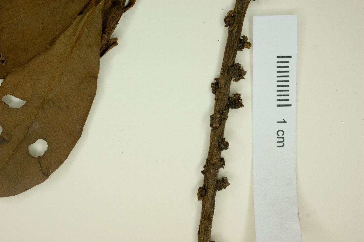Myrsine matensis image