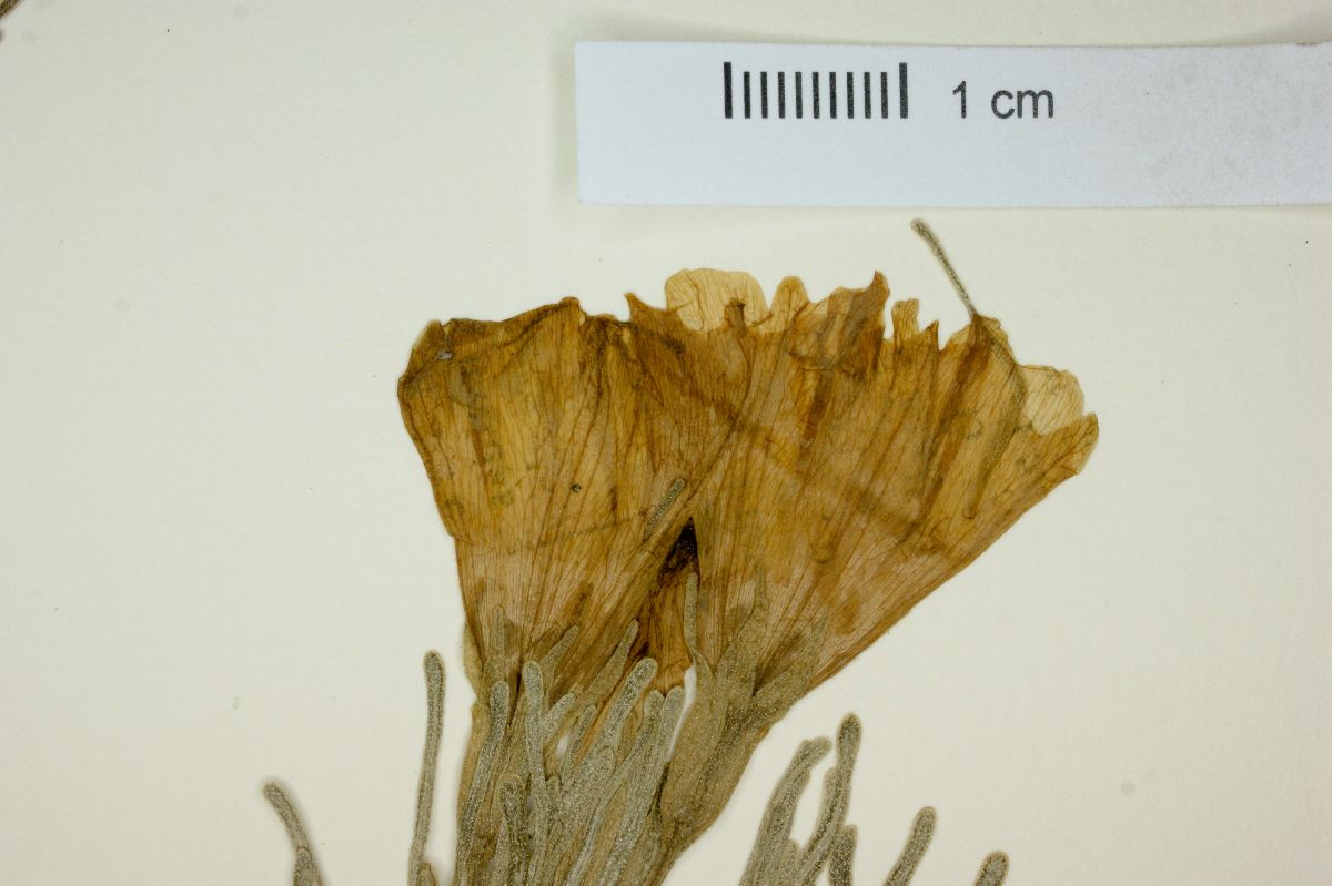 Nolana stenophylla image