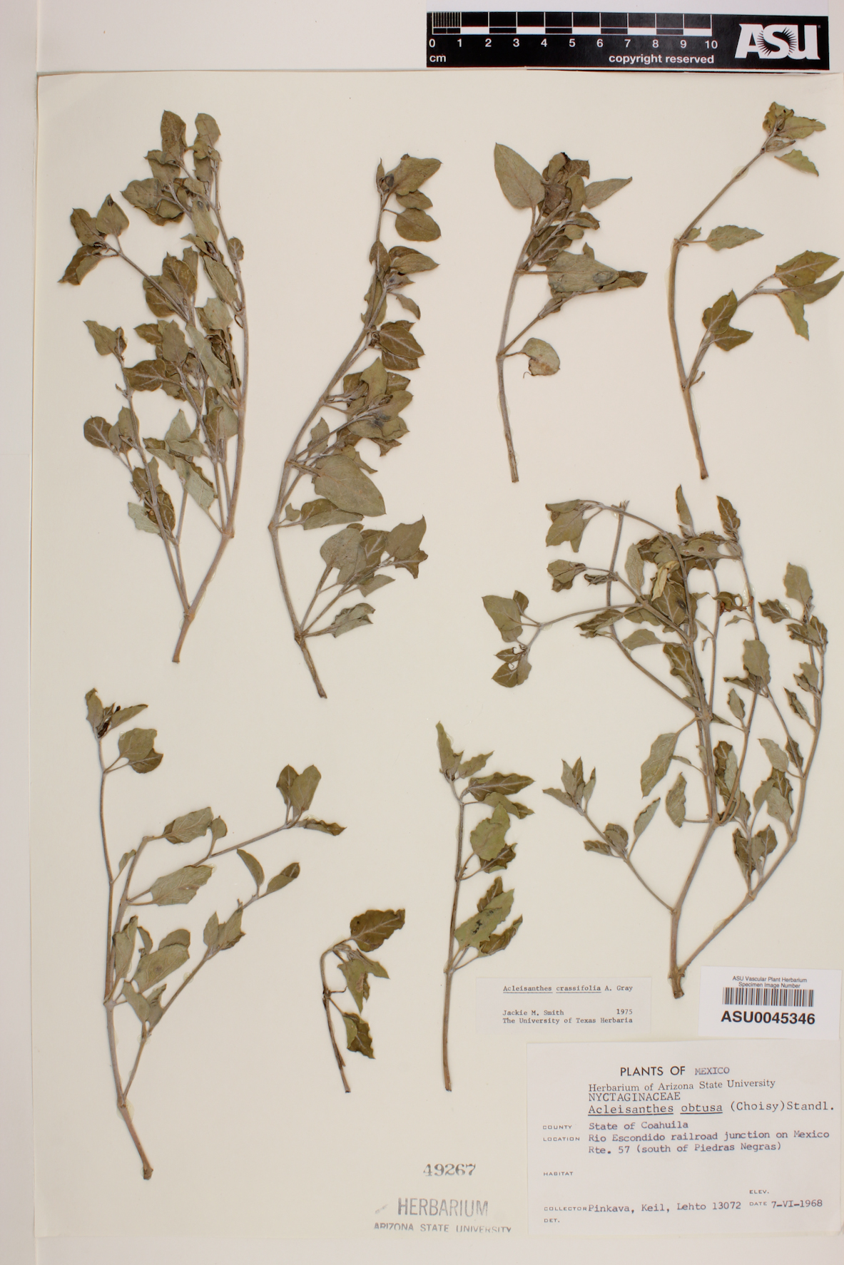 Acleisanthes crassifolia image