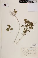 Commicarpus scandens image