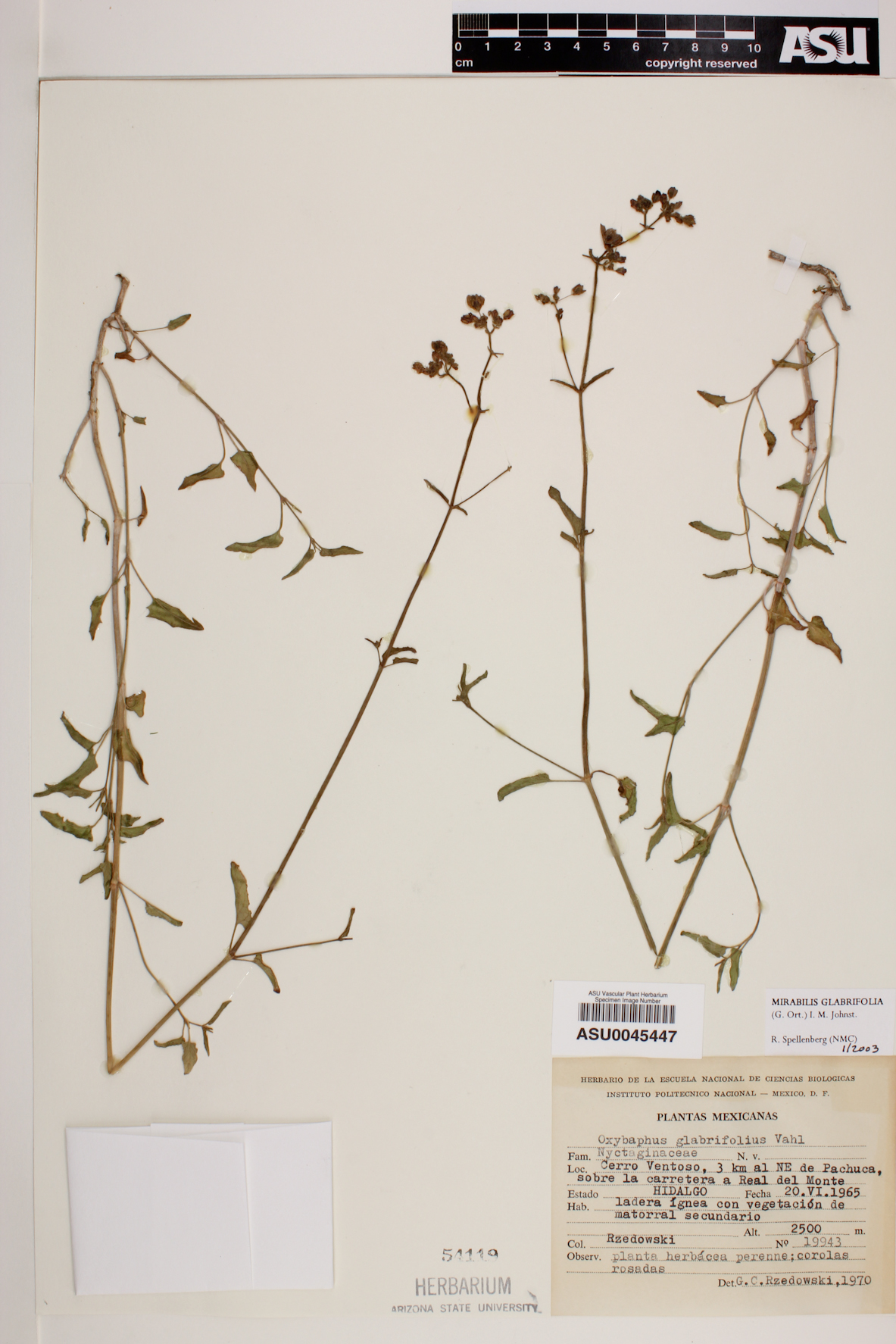 Mirabilis glabrifolia image