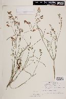 Mirabilis linearis image