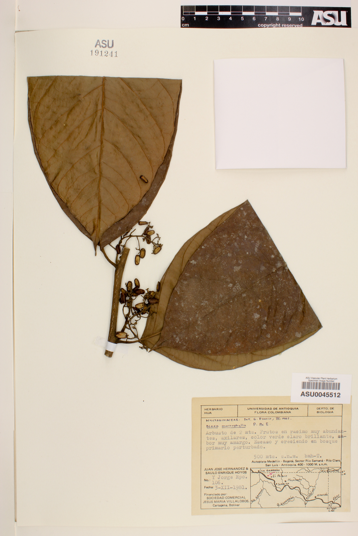 Neea macrophylla image