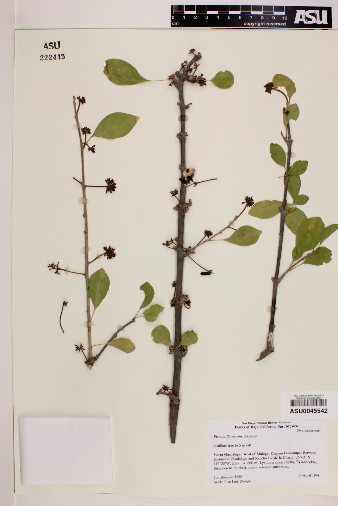 Pisonia flavescens image