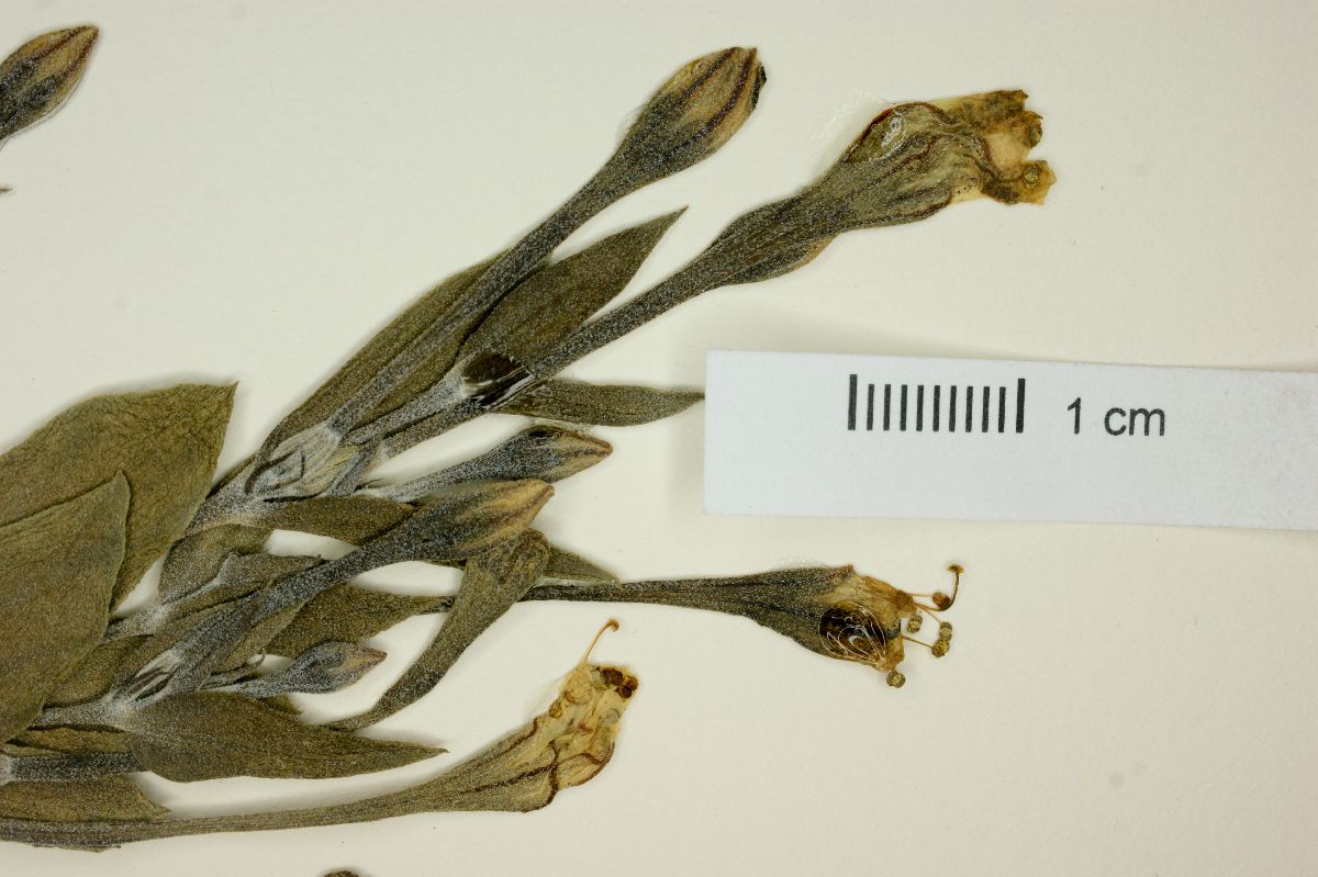 Acleisanthes lanceolata var. megaphylla image