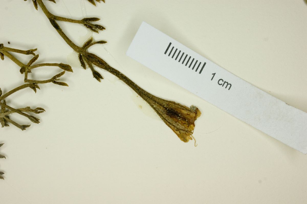 Selinocarpus image