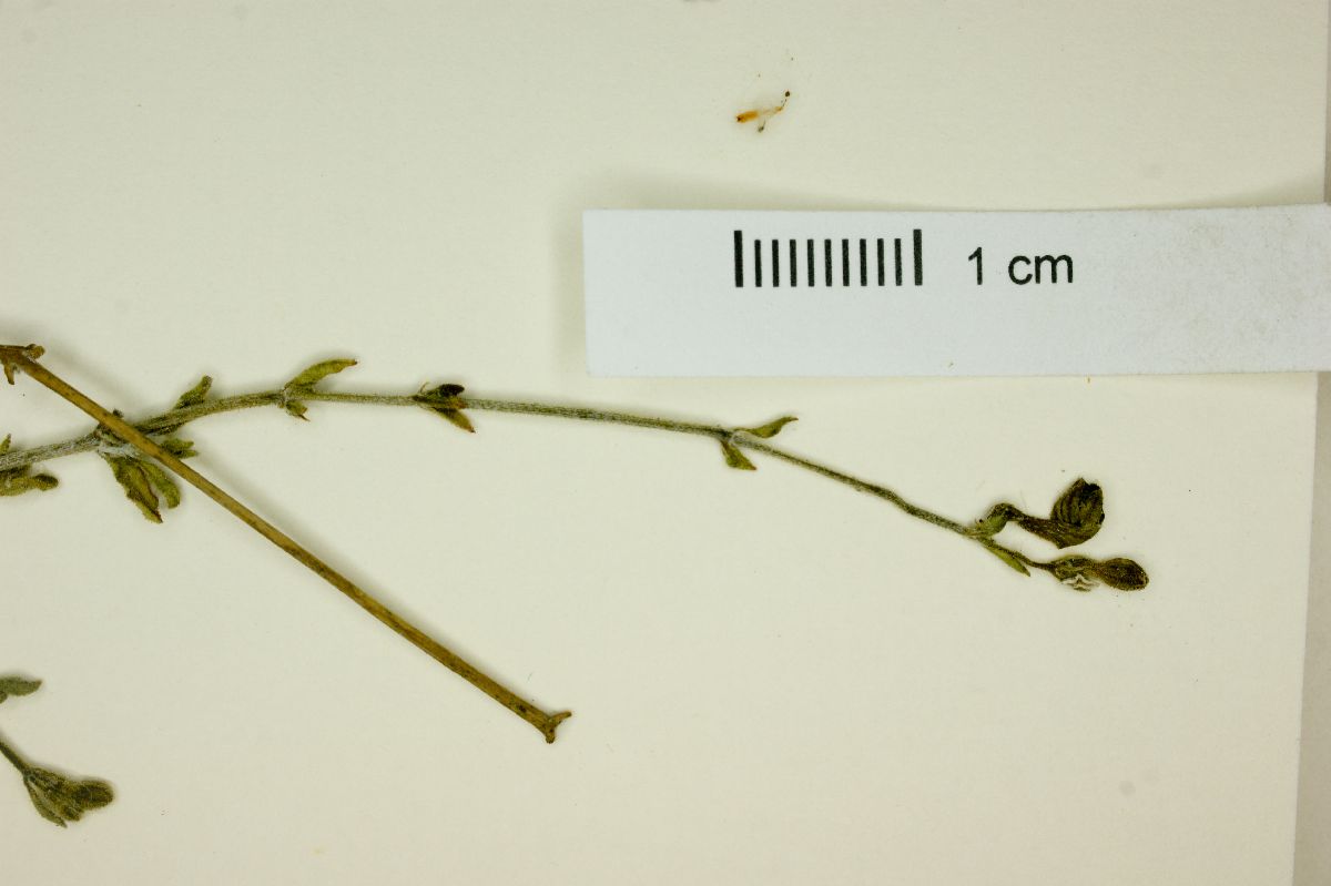 Selinocarpus undulatus image