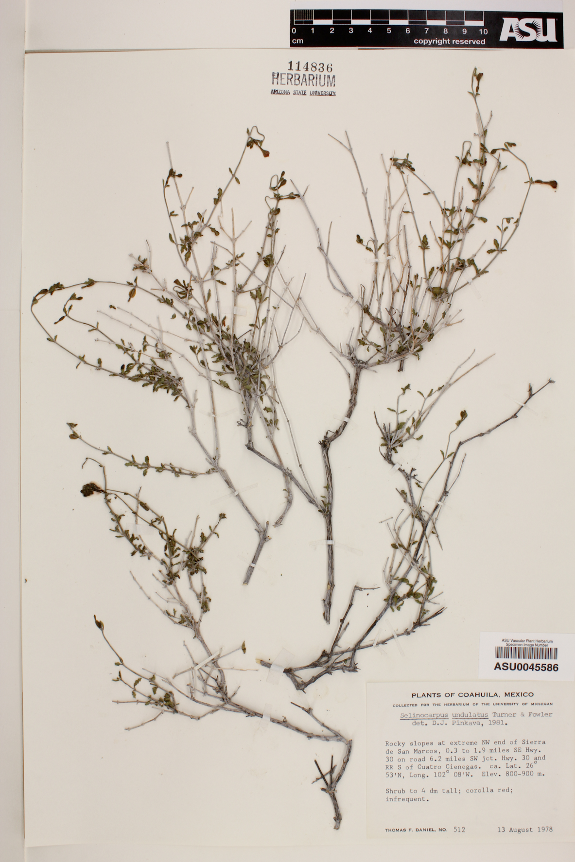 Selinocarpus undulatus image