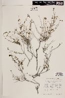 Selinocarpus undulatus image
