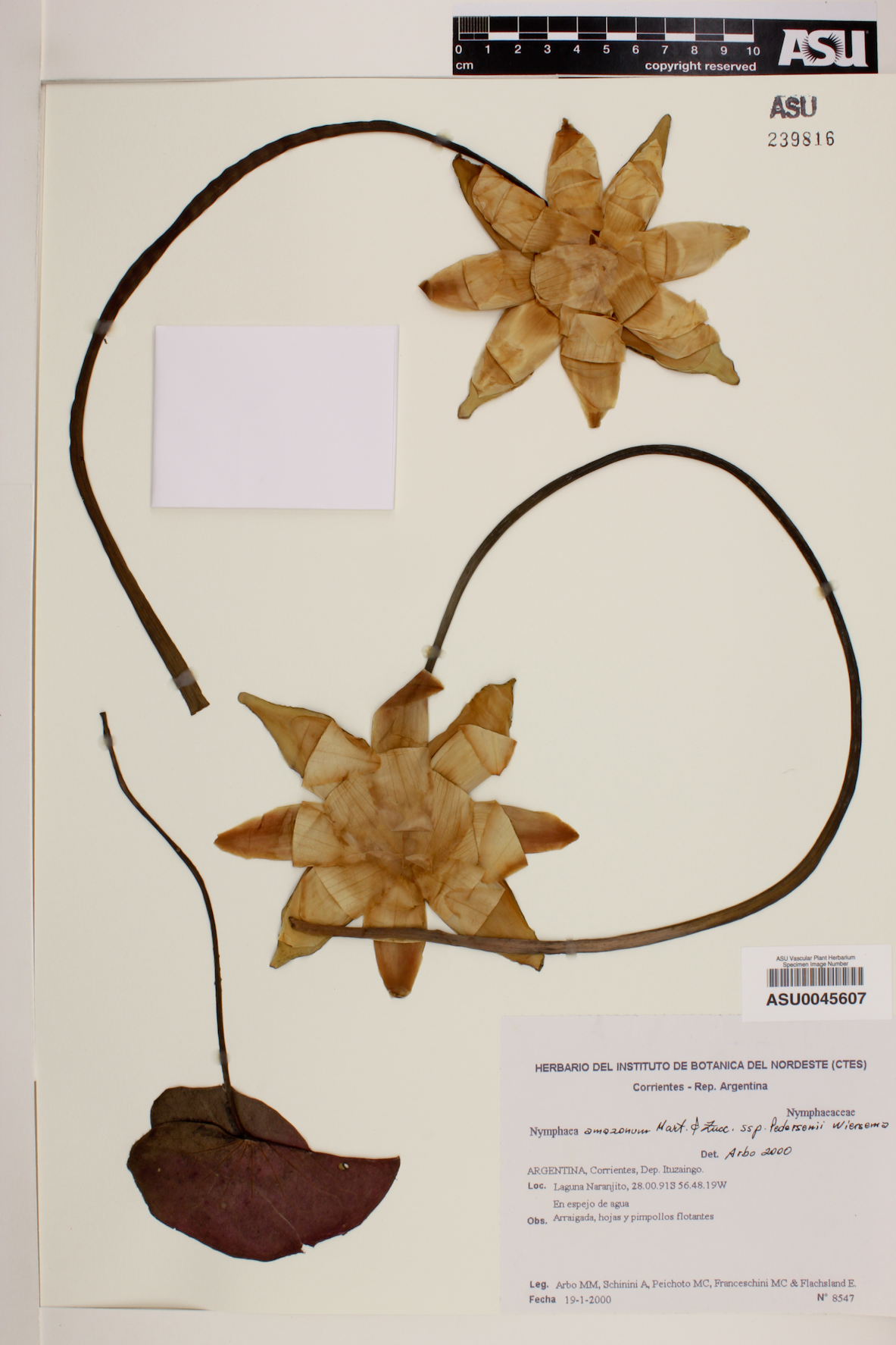 Nymphaea amazonum subsp. pedersenii image