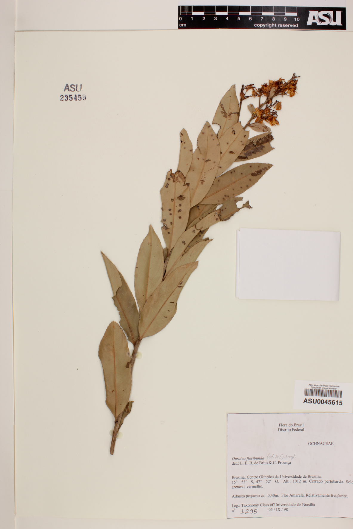 Ouratea floribunda image