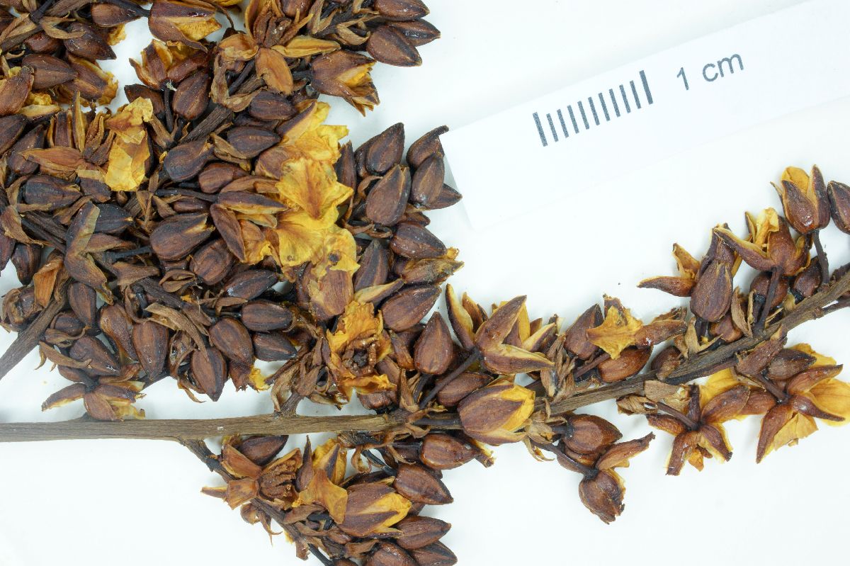 Ouratea hilaireana image