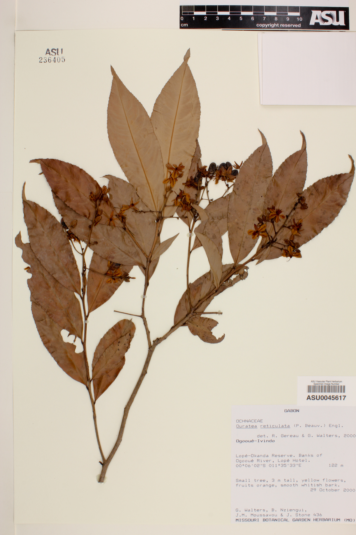 Gomphia reticulata image