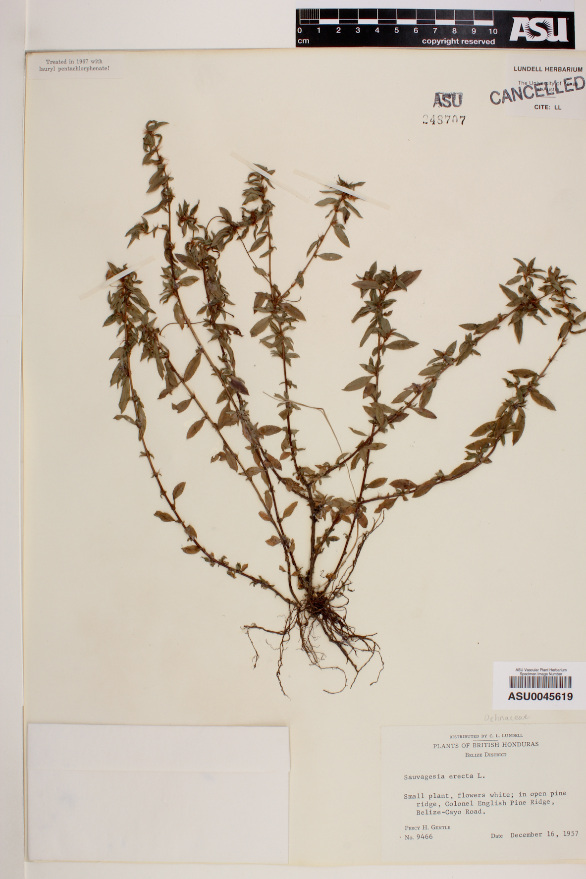 Sauvagesia erecta image