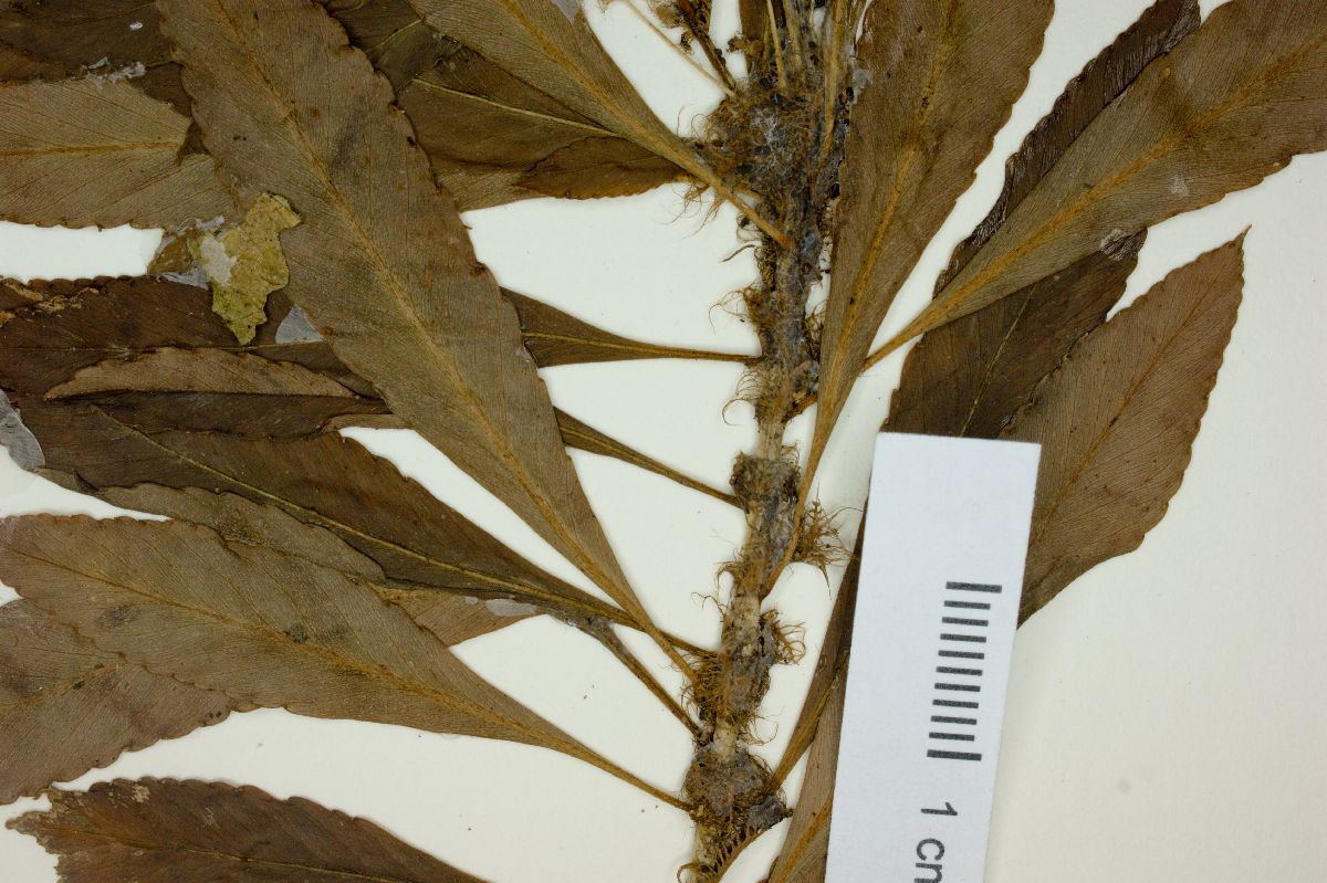 Sauvagesia longipes image