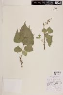 Populus fremontii subsp. mesetae image