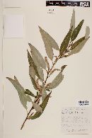 Salix bonplandiana image