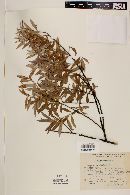 Image of Salix cana