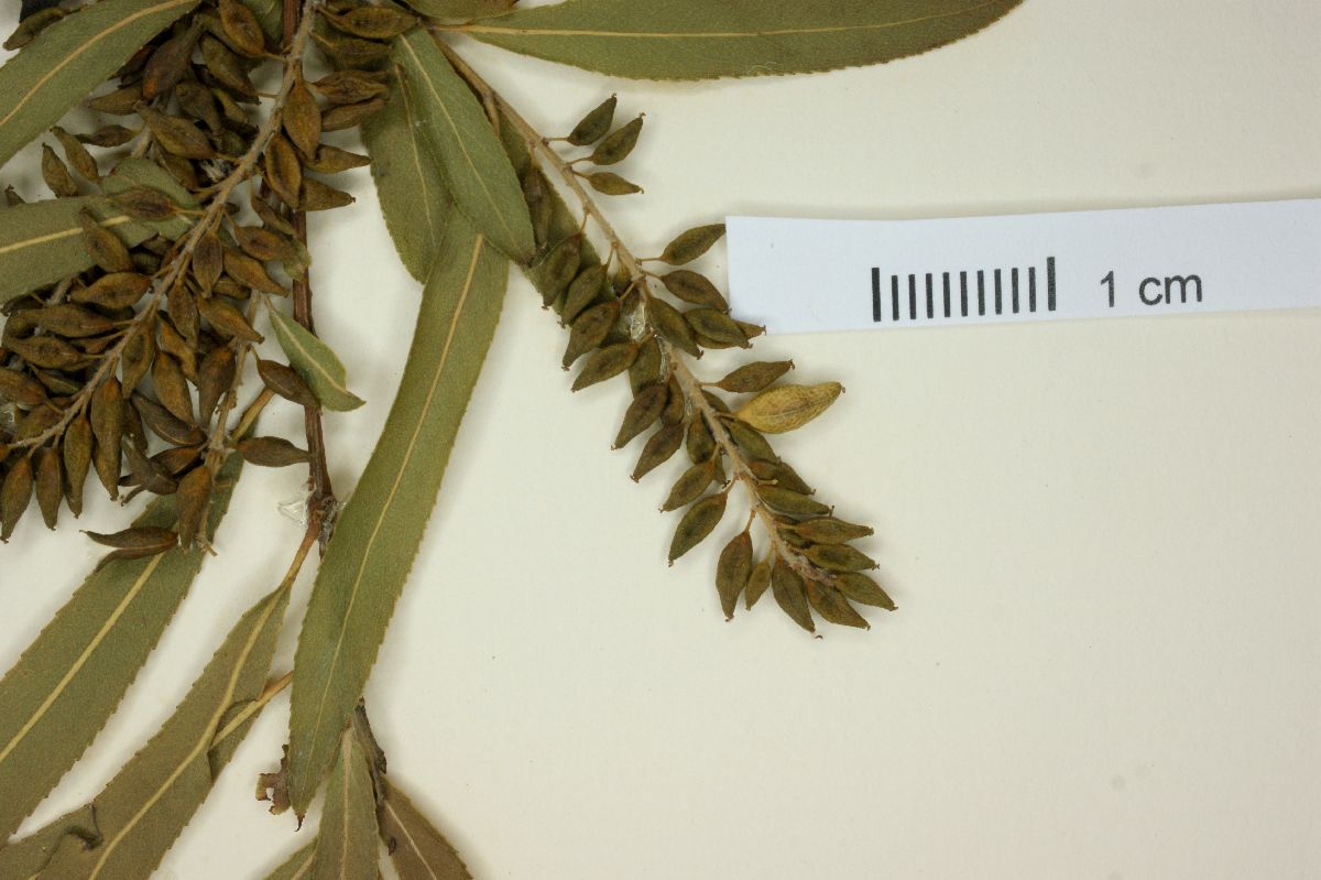 Salix humboldtiana image