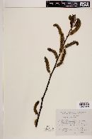 Salix oxylepis image