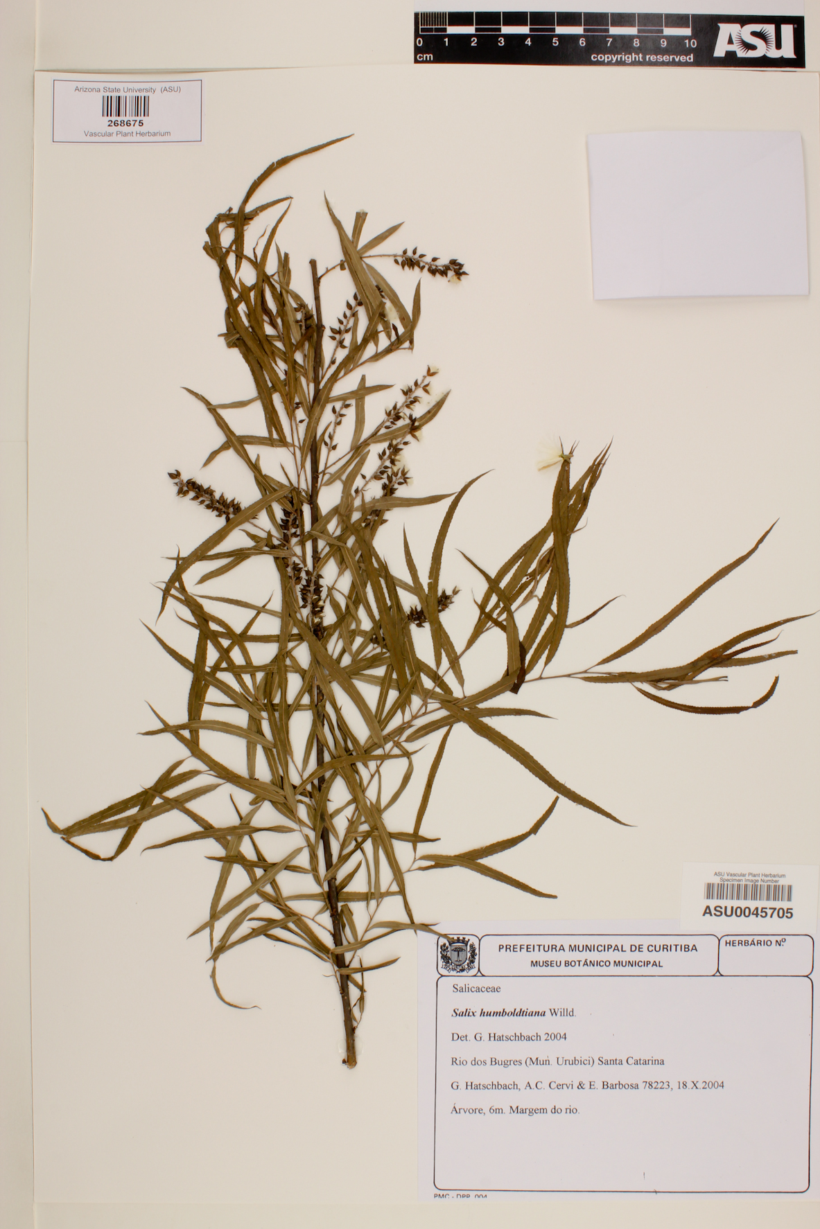 Salix humboldtiana image